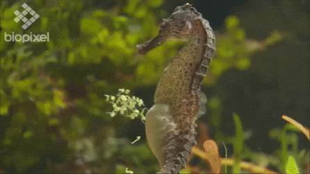 Swim with the grace of a crypto seahorse!