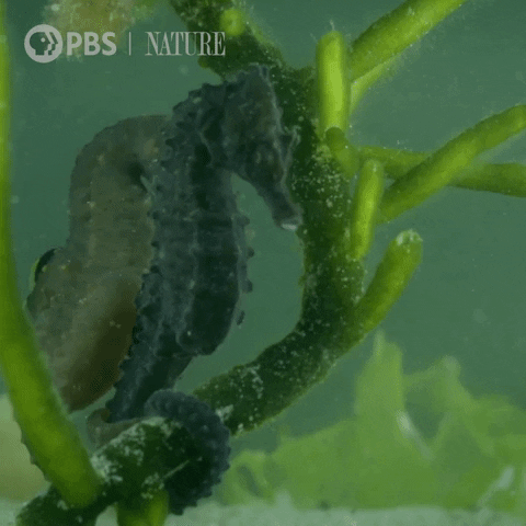Hodl like a seahorse gripping seaweed!