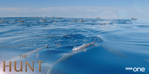 Ride the crypto wave like a true Lagoon Gang member!